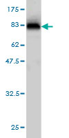 Western blot against tagged recombinant protein immunogen using ab56488 CPNE6 antibody at 1ug/ml.