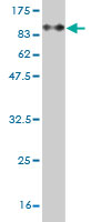 Western blot against tagged recombinant protein immunogen using ab56751 C6orf32 antibody at 1ug/ml.
