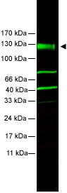 Anti-FANCA antibody (ab5063) at 1/1500 dilution + HeLa whole cell lysate at 35 µgSecondaryIRDye 800 conjugated Goat anti-Rabbit IgG [H&L] at 1/10000 dilutionPerformed under reducing conditions.