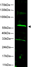 Anti-FANCC antibody (ab5065) at 1/1500 dilution + HeLa whole cell lysate at 35 µgSecondaryIRDye 800 conjugated Goat anti-Rabbit IgG [H&L] at 1/10000 dilution