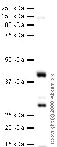 Anti-FANCF antibody (ab47624) at 1 µg/ml + Brain (Human) Tissue Lysate - adult normal tissue (ab29466) at 10 µgSecondaryGoat polyclonal to Rabbit IgG - H&L - Pre-Adsorbed (HRP) at 1/3000 dilutionPerformed under reducing conditions.