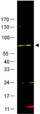 Anti-FANCG antibody (ab5067) at 1/500 dilution + HeLa whole cell lysate at 35 µgSecondaryIRDye 800 conjugated Goat anti-Rabbit IgG [H&L] at 1/10000 dilutionPerformed under reducing conditions.