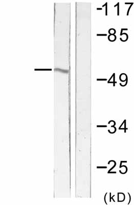 All lanes : Anti-Fas antibody (ab58394) at 1/500 dilutionLane 1 : LOVO cell extract with no immunizing peptideLane 2 : LOVO cell extract with immunizing peptide
