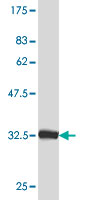 Western blot against tagged recombinant protein immunogen using ab55459 fast skeletal Myosin antibody at 1ug/ml.