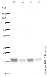 All lanes : Anti-Fatty Acid Binding Protein 5 antibody (ab84028) at 1 µg/mlLane 1 : Skin (Human) Tissue Lysate - adult normal tissue (ab30166)Lane 2 : HeLa (Human epithelial carcinoma cell line) Whole Cell LysateLane 3 : A431 (Human epithelial carcinoma cell line) Whole Cell Lysate Lane 4 : HepG2 (Human hepatocellular liver carcinoma cell line) Whole Cell LysateLysates/proteins at 10 µg per lane.SecondaryGoat polyclonal to Rabbit IgG - H&L - Pre-Adsorbed (HRP) at 1/3000 dilutiondeveloped using the ECL techniquePerformed under reducing conditions.