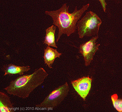 ICC/IF image of ab84028 stained HeLa cells. The cells were 4% PFA fixed (10 min) and then incubated in 1%BSA / 10% normal Goat serum / 0.3M glycine in 0.1% PBS-Tween for 1h to permeabilise the cells and block non-specific protein-protein interactions. The cells were then incubated with the antibody (ab84028, 5µg/ml) overnight at +4°C. The secondary antibody (green) was Alexa Fluor® 488 Goat anti-Rabbit IgG (H+L) used at a 1/1000 dilution for 1h. Alexa Fluor® 594 WGA was used to label plasma membranes (red) at a 1/200 dilution for 1h. DAPI was used to stain the cell nuclei (blue) at a concentration of 1.43µM. This antibody also gave a positive result in 4% PFA fixed (10 min) Hek293, HepG2, MCF-7 cells at 5µg/ml, and in 100% Methanol fixed (5 min) HeLa, Hek293, HepG2, MCF-7 cells at 5µg/ml.