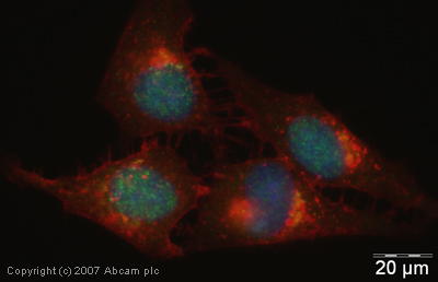 ICC/IF image of ab31739 stained human HeLa cells. The cells were 4% PFA fixed (10 min), permabilised in TBS-T (20 min) and incubated with the antibody (ab31739, 1µg/ml) for 1h at room temperature. 1%BSA / 10% normal goat serum / 0.3M glycine was used to quench autofluorescence and block non-specific protein-protein interactions. The secondary antibody (green) was Alexa Fluor® 488 goat anti-rabbit IgG (H+L) used at a 1/1000 dilution for 1h. Alexa Fluor® 594 WGA was used to label plasma membranes (red). DAPI was used to stain the cell nuclei (blue).