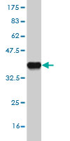 Western blot against tagged recombinant protein immunogen using ab56547 FBXL13 antibody at 1ug/ml.