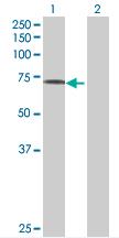 All lanes : Anti-FBXO21 antibody (ab67955) at 1/500 dilutionLane 1 : FBXO21 transfected 293T cell lysateLane 2 : Non transfected 293T cell lysateLysates/proteins at 25 µg per lane.SecondaryGoat Anti-Mouse IgG (H&L)-HRP Conjugate at 1/2500 dilutionObserved band size : 71.5 kDa (why is the actual band size different from the predicted?)