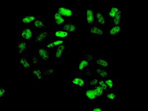 Immunofluorescence analysis of HeLa cells labelling CPSF73 with ab131245 at 1/50 dilution.