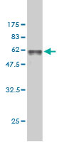 Western blot against tagged recombinant protein immunogen using ab57058 FbxO6 antibody at 1ug/ml.