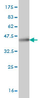 Western blot against tagged recombinant protein immunogen using ab57037 FBXO7 antibody at 1ug/ml.