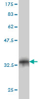 Western blot against tagged recombinant protein immunogen using ab57056 FBXO8 antibody at 1ug/ml.