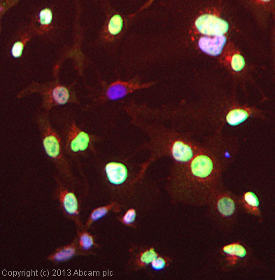 ICC/IF image of ab109617 stained HepG2 cells. The cells were 4% formaldehyde fixed (10 min) and then incubated in 1%BSA / 10% normal goat serum / 0.3M glycine in 0.1% PBS-Tween for 1h to permeabilise the cells and block non-specific protein-protein interactions. The cells were then incubated with the antibody (ab109617, 1µg/ml) overnight at +4°C. The secondary antibody (green) was ab96899, DyLight® 488 goat anti-rabbit IgG (H+L) used at a 1/250 dilution for 1h. Alexa Fluor® 594 WGA was used to label plasma membranes (red) at a 1/200 dilution for 1h. DAPI was used to stain the cell nuclei (blue) at a concentration of 1.43µM.