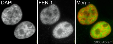 ab462 detecting FEN1 (green) in Hela Cells by ICC/IF. Cells were counterstained with DAPI in order to highlight the nucleus (red). Please refer to Abreview for further experimental details.See Abreview