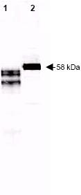 All lanes : Anti-Fetuin antibody (ab34505) at 1/10000 dilutionLane 1 : 250 ng of purified human FetuinLane 2 : 5µl of human serum at 1/50 dilutionObserved band size : 58 kDa (why is the actual band size different from the predicted?)