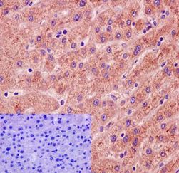 Immunohistochemical staining of Human liver tissue labeling Feutin B using ab191569 at 1/600 dilution (1μg/ml). Negative control (inset) using PBS instead of ab191569. Secondary antibody is a ready to use HRP Polymer for Rabbit/Mouse IgG. Counterstained with Hematoxylin.