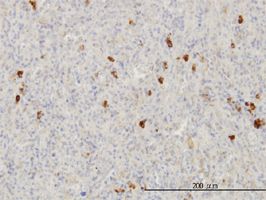 FGF1 antibody (ab58311) used in immunohistochemistry at 3ug/ml on formalin fixed and paraffin embedded human spleen.