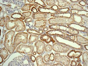 Immunohistochemical analysis of formalin-fixed, paraffin-embedded, Human kidney tissue labeling FGF1 with ab179455 at a 1/100 dilution.