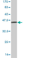 Western blot against tagged recombinant protein immunogen using ab54762 FGF10 antibody at 1ug/ml.