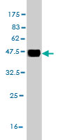Western blot against tagged recombinant protein immunogen using ab57059 FGF21 antibody at 1ug/ml.