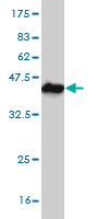 Western blot against tagged recombinant protein immunogen using ab57264 FGFR1OP2 antibody at 1ug/ml.
