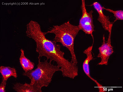 ICC/IF image of ab10649 stained human HeLa cells. The cells were methanol fixed (5 min) and incubated with the antibody (ab10649, 1µg/ml) for 1h at room temperature. The secondary antibody (green) was Alexa Fluor® 488 goat anti-rabbit IgG (H+L) used at a 1/1000 dilution for 1h. Image-iTTM FX Signal Enhancer was used as the primary blocking agent, 5% BSA (in TBS-T) was used for all other blocking steps. DAPI was used to stain the cell nuclei (blue). Alexa Fluor® 594 WGA was used to label plasma membranes (red).