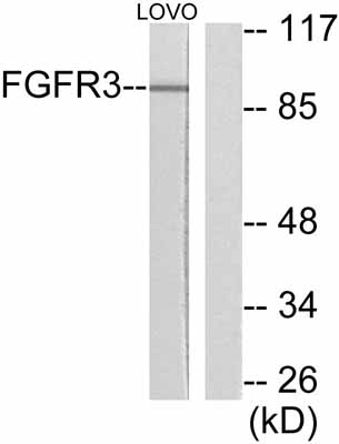 All lanes : Anti-FGFR3 antibody (ab52247) at 1/300 dilutionLane 1 : LOVO cell extract; without peptideLane 2 : LOVO cell extract; with peptide