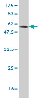 Western blot against tagged recombinant protein immunogen using ab58220 FGL1 antibody at 1ug/ml.