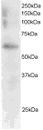 staining (0.5µg/ml) of Mouse Spleen extracts (RIPA buffer, 35µg total protein per lane). Primary incubated for 1 hour. Detected by western blot using chemiluminescence.