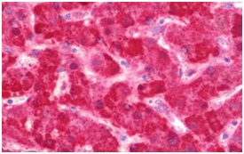Immunohistochemical analysis of formalin fixed, paraffin embedded Human liver tissue labeling FH using ab191367 at 7.5 µg/ml.