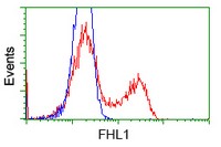 ab119043, at 1/100 dilution staining FHL1 in HEK293T cells transfected with either pCMV6-ENTRY FHL1 overexpress plasmid (Red) or empty vector control plasmid (Blue) by flow cytometry.