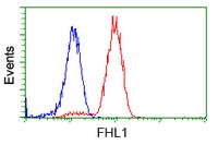 ab119043 at 1/100 dilution staining FHL1 in Jurkat cells by Flow cytometry (Red) compared to a nonspecific negative control antibody (Blue).