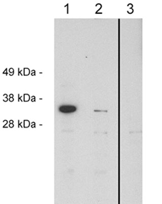 Lanes 1 - 2 :  Anti-FHL2 antibody (ab56068) at 0.4 µg/mlLane 3 : Lane 1 : HeLa cell extract at 10ug/laneLane 2 : HeLa cell extract at 10ug/lane with 16 ug blocking peptideLane 3 : HeLa cell extract at 10ug/lane. Goat anti Rabbit HRP controlSecondarygoat anti-rabbit Ig HRP at 1/75000 dilutiondeveloped using the ECL technique