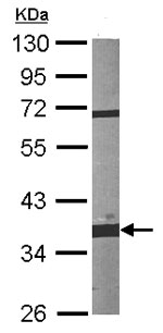 Anti-Fibrillarin antibody (ab153862) at 1/1000 dilution + NIH 3T3 whole cell lysate at 30 µg