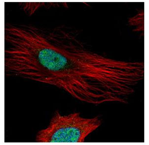 Confocal immunofluorescence analysis of paraformaldehyde-fixed HeLa cells labeling Fibrillarin with ab153862 at 1/500 diution (green). Alpha-tubulin filaments were labeled with anti-alpha tubulin antibody at 1/2000 dilution (Red).