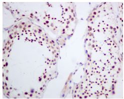 Immunohistochemical analysis of paraffin embedded Human testis tissue labeling Fibrillarin with ab166630 at a 1/100 dilution.