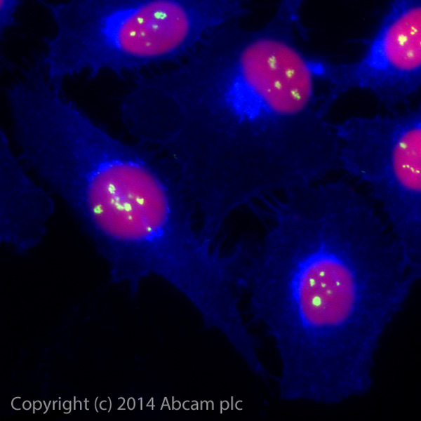 ab184817 staining Fibrillarin in HeLa cells. The cells were fixed with 100% methanol (5min) and then blocked in 1% BSA/10% normal goat serum/0.3M glycine in 0.1% PBS-Tween for 1h. The cells were then incubated with ab184817 at a working diltuion of 1 in 100 overnight at +4°C (shown in green). AlexaFluor® 350 WGA was used at a 1/200 dilution and incubated for 1h with the cells, to label plasma membranes (shown in blue). Nuclear DNA was labelled in red with 1.25 μM DRAQ5™ (ab108410).