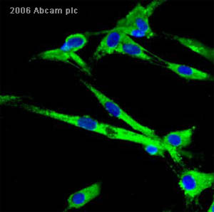 ab23751 at 1/200 dilution staining pig fibroblast cells by ICC/IF. The cells were paraformaldehyde fixed and blocked with serum prior to incubation with antibody for 8 hours at 4°C. An Alexa-Fluor ® 488 conjugated  donkey anti-rabbit antibody was used as the secondary. The image was taken using a confocal laser scanning microscope and shows the presence of abundant fibronectin (green) in the pig fibroblasts. DAPI was used as nuclear counterstain (Blue).See Abreview