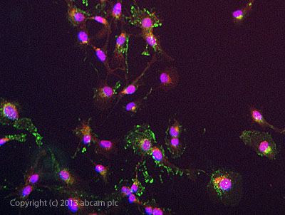 ICC/IF image of ab25583 stained HepG2 cells. The cells were 4% formaldehyde fixed (10 min) and then incubated in 1%BSA / 10% normal goat serum / 0.3M glycine in 0.1% PBS-Tween for 1h to permeabilise the cells and block non-specific protein-protein interactions. The cells were then incubated with the antibody ab25583 at 10µg/ml overnight at +4°C. The secondary antibody (green) was DyLight® 488 goat anti- mouse (ab96879) IgG (H+L) used at a 1/250 dilution for 1h. Alexa Fluor® 594 WGA was used to label plasma membranes (red) at a 1/200 dilution for 1h. DAPI was used to stain the cell nuclei (blue) at a concentration of 1.43µM.