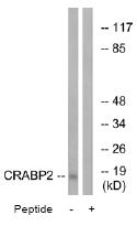 All lanes : Anti-CRABP2 antibody (ab74365) at 1/500 dilutionLane 1 : extracts from HT-29 cellsLane 2 : extracts from HT-29 cells with immunizing peptide at 10 µgLysates/proteins at 30 µg per lane.