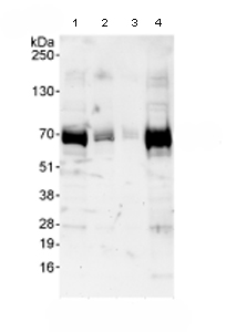 All lanes : Anti-FIP1L1 antibody (ab80271) at 0.4 µg/mlLane 1 : Whole cell lysate from HeLa cells at 50 µgLane 2 : Whole cell lysate from HeLa cells at 15 µgLane 3 : Whole cell lysate from HeLa cells at 5 µgLane 4 : Whole cell lysate from 293T cells at 50 µg