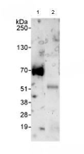 Detection of FIP1L1 in Immunoprecipitates of Whole cell lysate from HeLa cells (1 mg for IP, 20% of IP loaded) using ab80271 at 3 µg/mg lysate for IP (Lane 1) and at 1 µg/ml for subsequent WB detection. Lane 2 represents control IgG IP.
