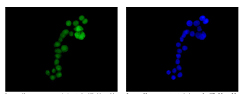 Immunofluorescent analysis of HT29 cells (paraformaldehyde-fixed, 4%) labeling CRABP2 with ab183030 at 1/100 dilution followed by Goat anti rabbit IgG (Alexa Fluor® 488) secondary at 1/200 dilution and counter-stained with DAPI (blue).