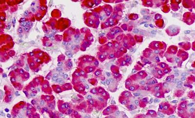 Immunohistochemical analysis of formalin-fixed, paraffin-embedded Human pancreas tissue labeling FKBP11 with ab190101 at 5µg/ml