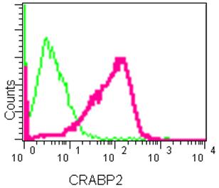 Flow cytometry analysis of, paraformaldehyde-fixed, MCF7 cells labeling CRABP2 (red) with ab181255 at a 1/80 dilution, or negative control rabbit monoclonal IgG (green). As secondary antibody goat anti rabbit IgG (FITC) was used at a 1/150 dilution.
