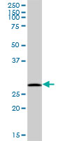 Anti-FKBP25 antibody (ab168772) at 1/500 dilution + Human liver tissue lysate at 50 µgdeveloped using the ECL technique