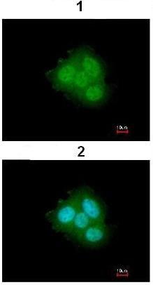 Immunofluorescence analysis of paraformaldehyde-fixed A431, using ab97306 at 1/200 dilution (1) and merged with DNA probe (2).