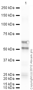 Anti-FKBP52 antibody (ab97306) at 1/3000 dilution + Active human FKBP52 full length protein (ab84189) at 0.1 µgSecondaryGoat Anti-Rabbit IgG H&L (HRP) preadsorbed (ab97080) at 1/5000 dilutiondeveloped using the ECL techniquePerformed under reducing conditions.Exposure time : 30 seconds