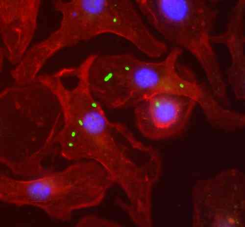 Ab93713 (1:100) staining Flagellin in bone marrow-derived macrophages infected with salmonella. Flagellin primary antiserum followed by Alexa488 secondary (green). Actin (red) stained with AlexaFluor 594-phalloidin. Nuclei stained with DAPI.
